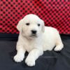 Image of Courtney, a Golden Retriever puppy