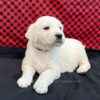 Image of Courtney, a Golden Retriever puppy