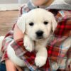 Image of Courtney, a Golden Retriever puppy