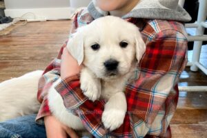 Image of Courtney, a Golden Retriever puppy