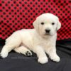 Image of Cruz, a Golden Retriever puppy