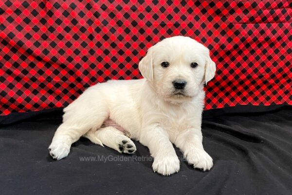 Image of Cruz, a Golden Retriever puppy