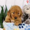 Image of Daisy, a Golden Retriever puppy