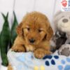 Image of Daisy, a Golden Retriever puppy