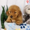 Image of Daisy, a Golden Retriever puppy