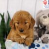 Image of Daisy, a Golden Retriever puppy