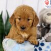 Image of Daisy, a Golden Retriever puppy