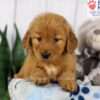 Image of Daisy, a Golden Retriever puppy