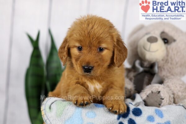 Image of Daisy, a Golden Retriever puppy