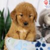 Image of Daisy, a Golden Retriever puppy