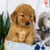 Image of Daisy, a Golden Retriever puppy