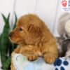 Image of Daisy, a Golden Retriever puppy