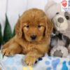 Image of Darla, a Golden Retriever puppy