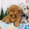 Image of Darla, a Golden Retriever puppy