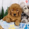 Image of Darla, a Golden Retriever puppy