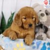 Image of Darla, a Golden Retriever puppy