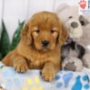 Image of Darla, a Golden Retriever puppy