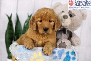 Image of Darla, a Golden Retriever puppy