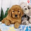 Image of Darla, a Golden Retriever puppy