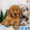 Image of Darla, a Golden Retriever puppy