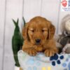 Image of Dash, a Golden Retriever puppy