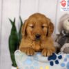 Image of Dash, a Golden Retriever puppy