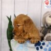 Image of Dash, a Golden Retriever puppy