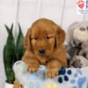 Image of Dash, a Golden Retriever puppy