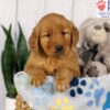 Image of Dash, a Golden Retriever puppy