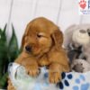 Image of Dash, a Golden Retriever puppy