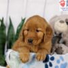 Image of Dash, a Golden Retriever puppy