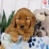 Image of Dash, a Golden Retriever puppy