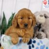 Image of Dash, a Golden Retriever puppy