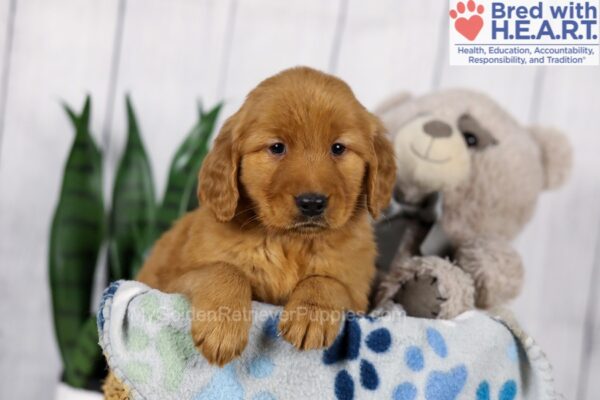 Image of Dash, a Golden Retriever puppy