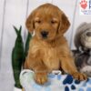 Image of Denver, a Golden Retriever puppy