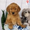 Image of Denver, a Golden Retriever puppy