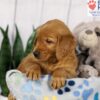 Image of Denver, a Golden Retriever puppy