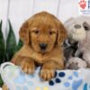 Image of Denver, a Golden Retriever puppy