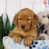 Image of Denver, a Golden Retriever puppy