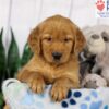 Image of Denver, a Golden Retriever puppy