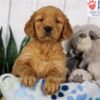 Image of Denver, a Golden Retriever puppy