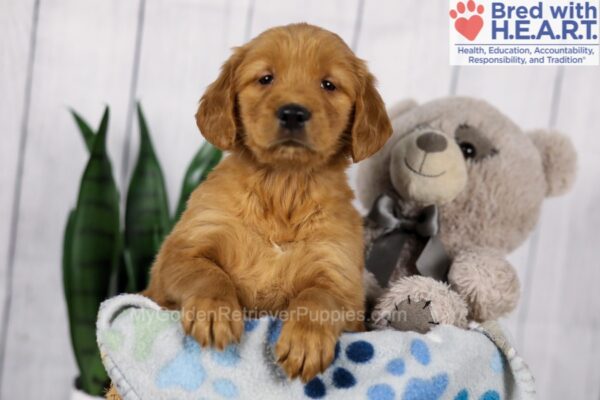 Image of Denver, a Golden Retriever puppy