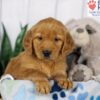 Image of Denver, a Golden Retriever puppy