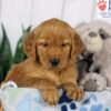 Image of Denver, a Golden Retriever puppy