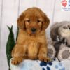 Image of Dexter, a Golden Retriever puppy