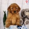 Image of Dexter, a Golden Retriever puppy