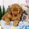 Image of Dexter, a Golden Retriever puppy