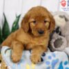 Image of Dexter, a Golden Retriever puppy