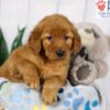 Image of Dexter, a Golden Retriever puppy