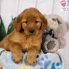 Image of Dexter, a Golden Retriever puppy